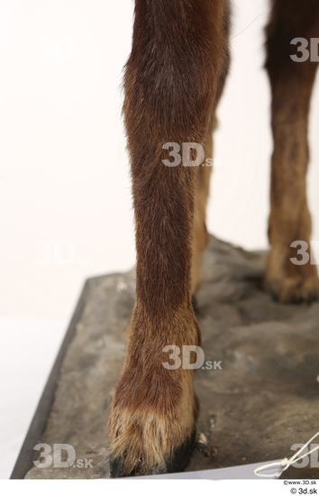 Leg Animal photo references