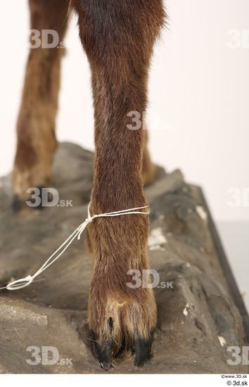 Leg Animal photo references