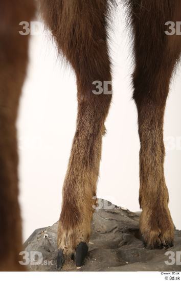 Leg Animal photo references