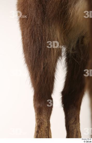 Leg Animal photo references