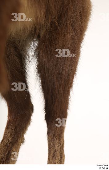 Leg Animal photo references