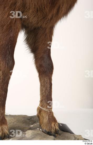 Leg Animal photo references