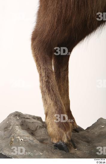 Leg Animal photo references