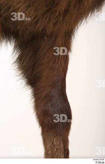 Leg Animal photo references