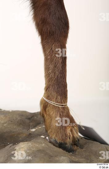 Leg Animal photo references