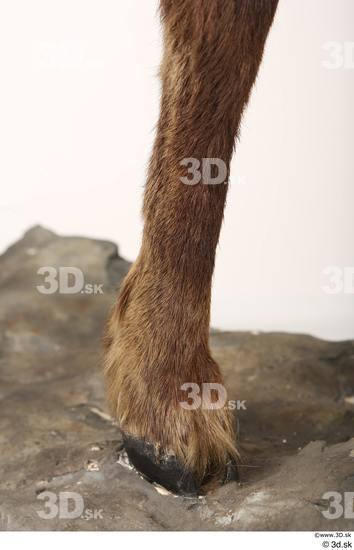 Leg Animal photo references