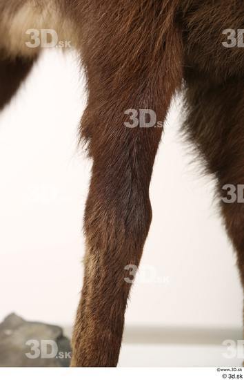 Leg Animal photo references