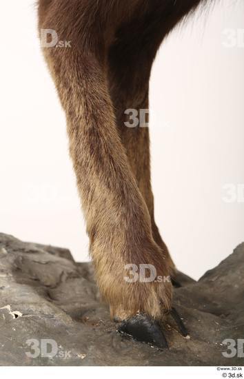 Leg Animal photo references