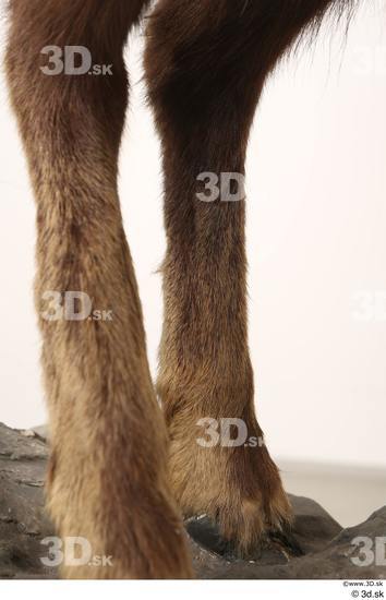 Leg Animal photo references