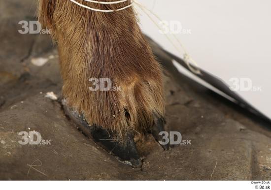 Leg Foot Animal photo references