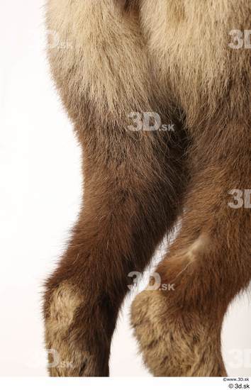 Leg Animal photo references