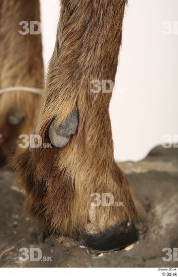 Leg Foot Animal photo references