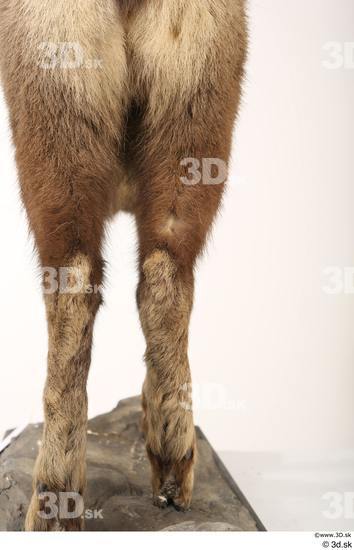 Leg Animal photo references