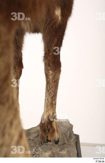 Leg Animal photo references