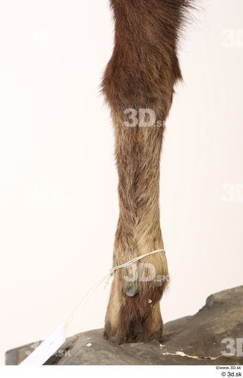 Leg Animal photo references