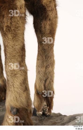 Leg Animal photo references