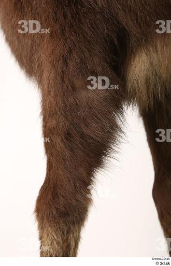 Leg Animal photo references