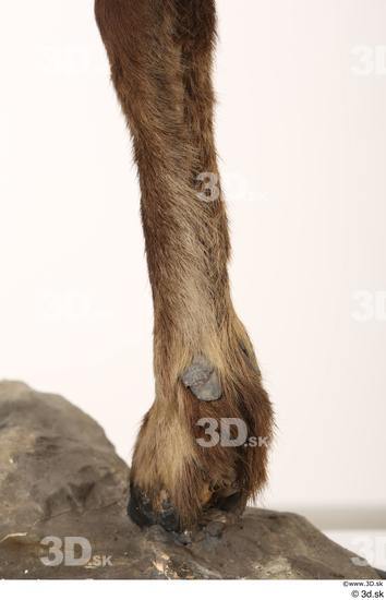 Leg Animal photo references