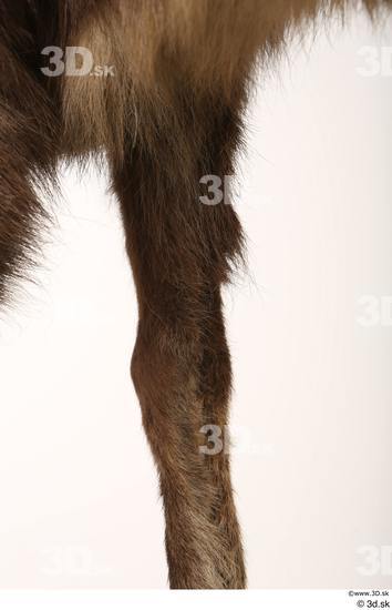 Leg Animal photo references