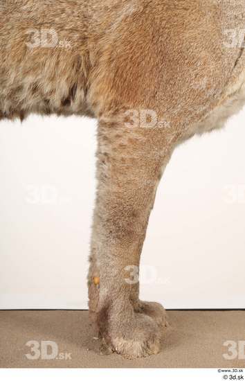 Leg Cat Animal photo references