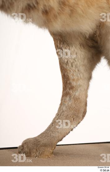 Leg Cat Animal photo references