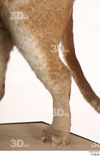 Leg Cat Animal photo references