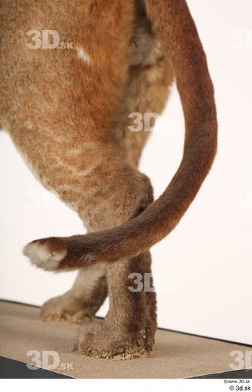 Tail Cat Animal photo references