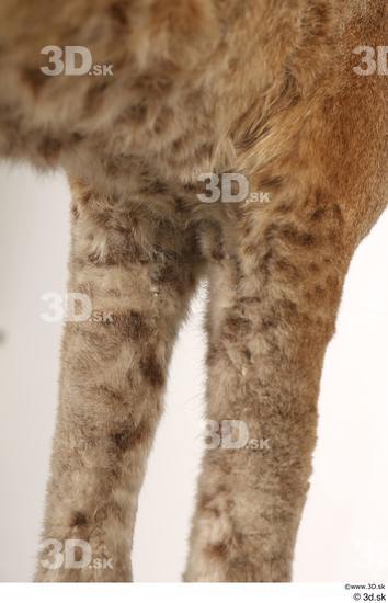 Leg Cat Animal photo references