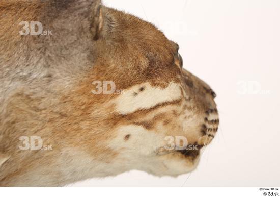 Mouth Cat Animal photo references