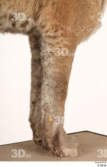 Leg Cat Animal photo references