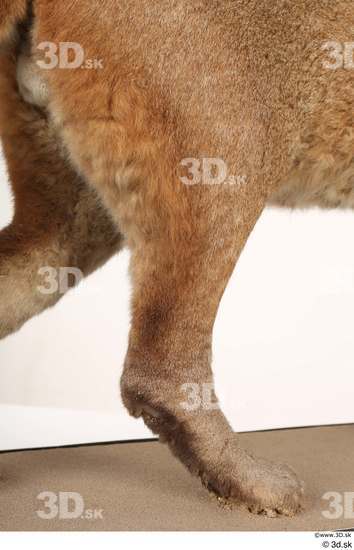 Leg Cat Animal photo references