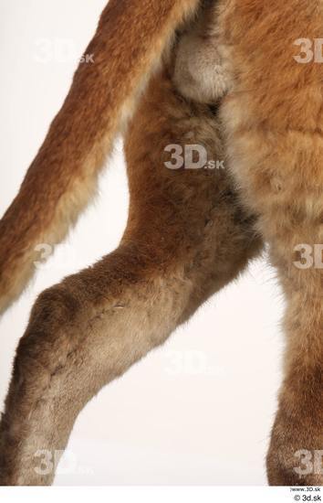 Leg Cat Animal photo references