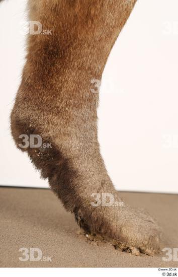 Leg Cat Animal photo references