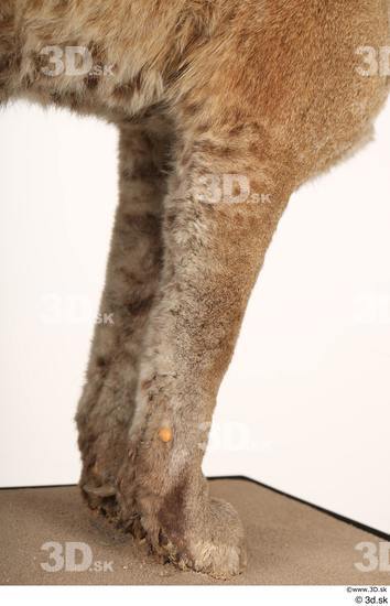 Leg Cat Animal photo references