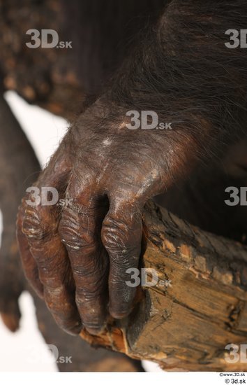 Hand Ape Animal photo references