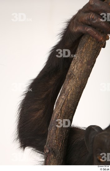 Arm Ape Animal photo references