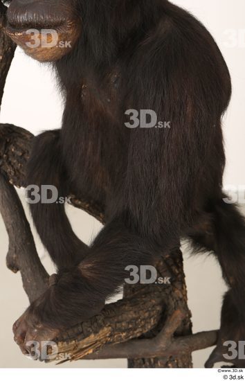 Arm Ape Animal photo references