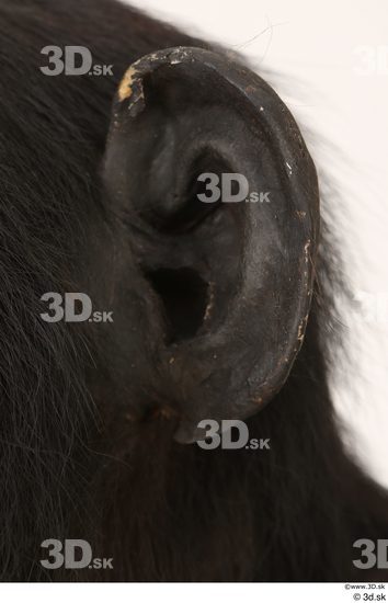 Ear Ape Animal photo references