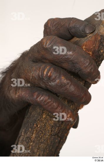 Hand Ape Animal photo references