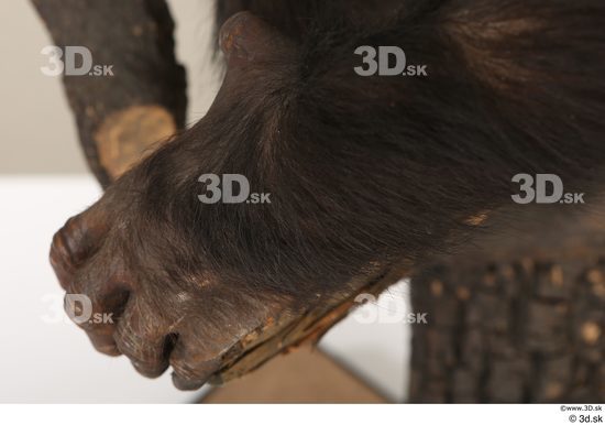 Hand Ape Animal photo references