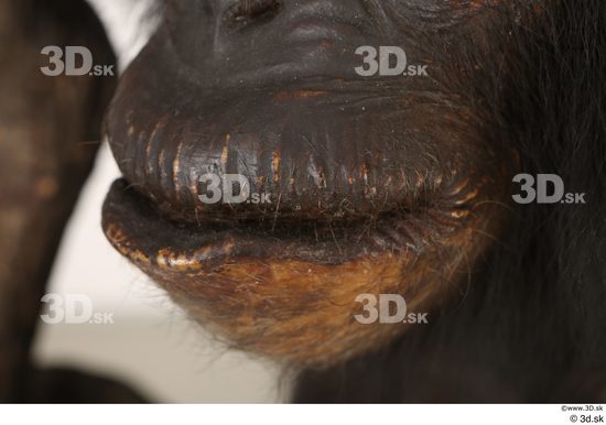 Mouth Ape Animal photo references