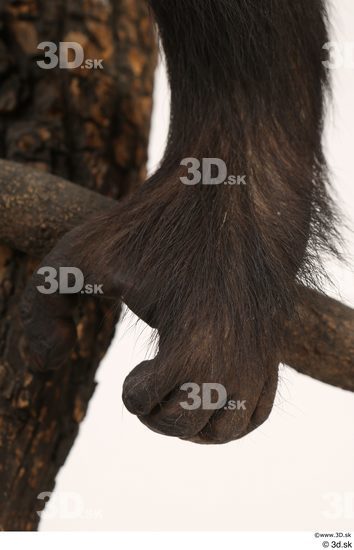 Foot Ape Animal photo references