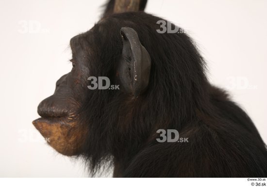 Head Ape Animal photo references