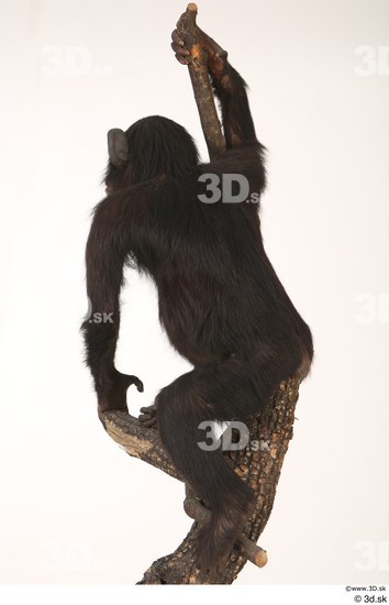 Whole Body Ape Animal photo references