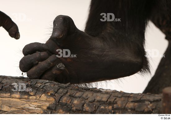 Foot Ape Animal photo references