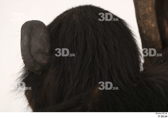 Head Ape Animal photo references