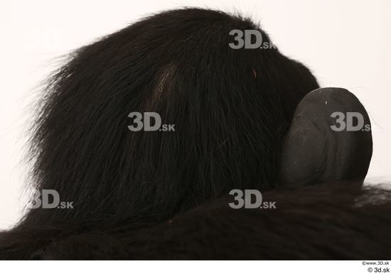 Head Ape Animal photo references