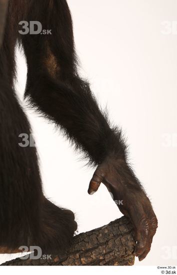 Arm Ape Animal photo references