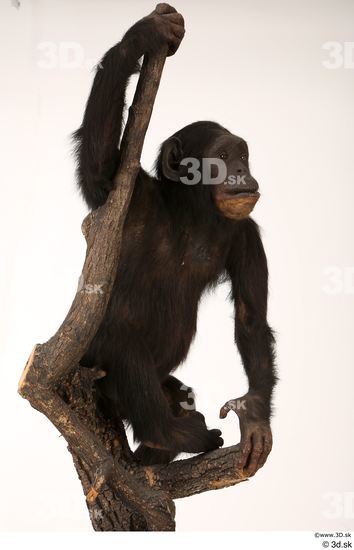 Whole Body Ape Animal photo references