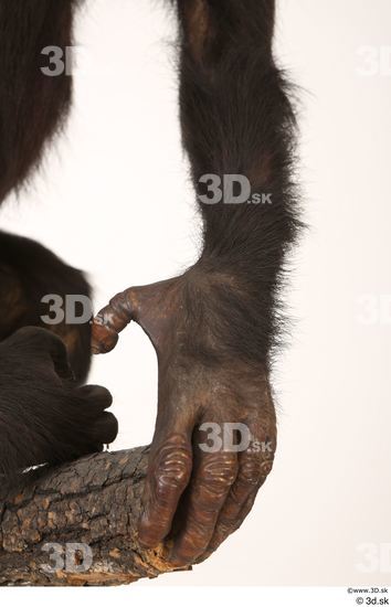 Hand Ape Animal photo references